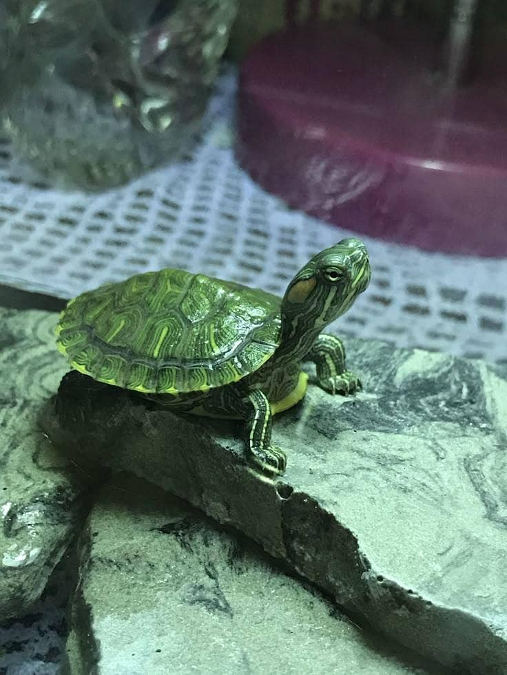 Turtle 1