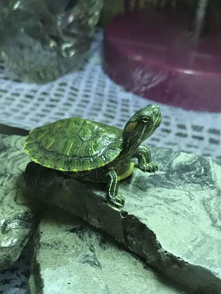 Turtle — photo 2