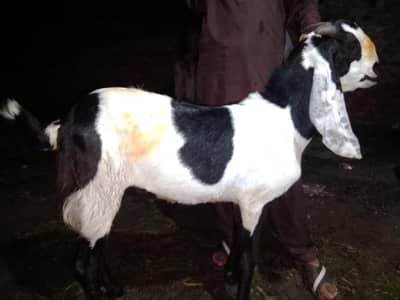beetal breeder bakra