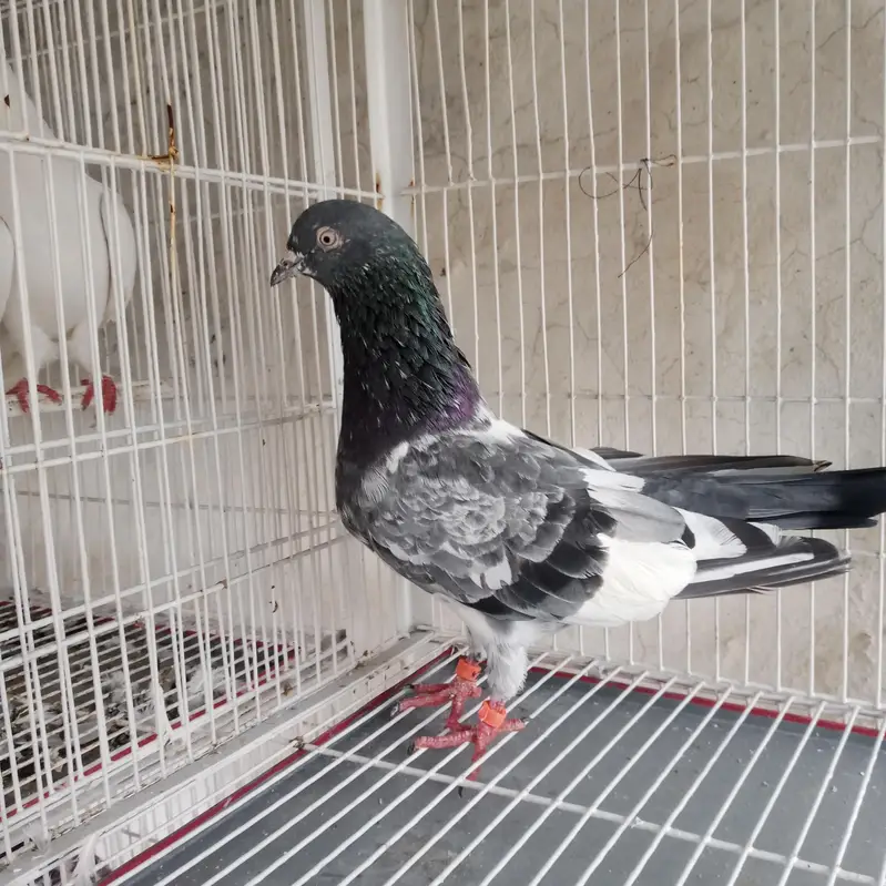 males — photo 2