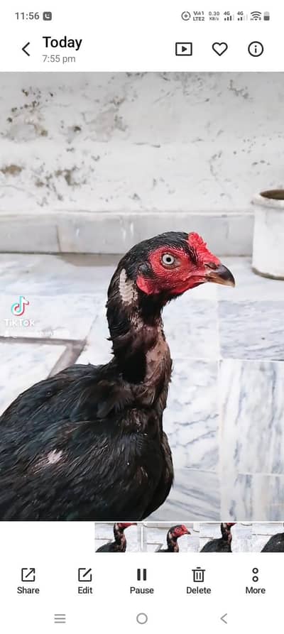 Mianwli aseel female for sale