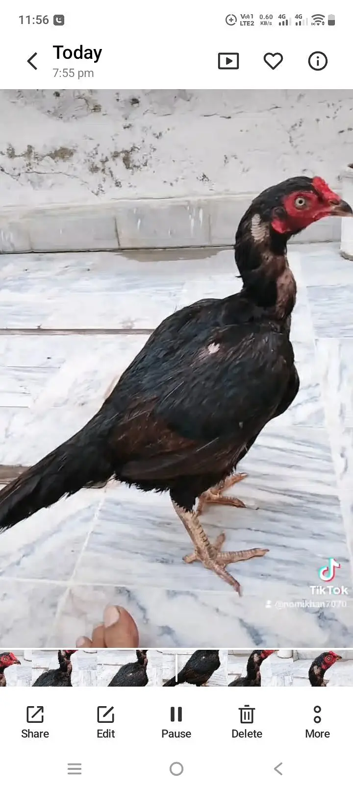 Mianwli aseel female for sale — photo 2