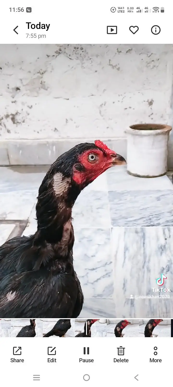 Mianwli aseel female for sale — photo 3