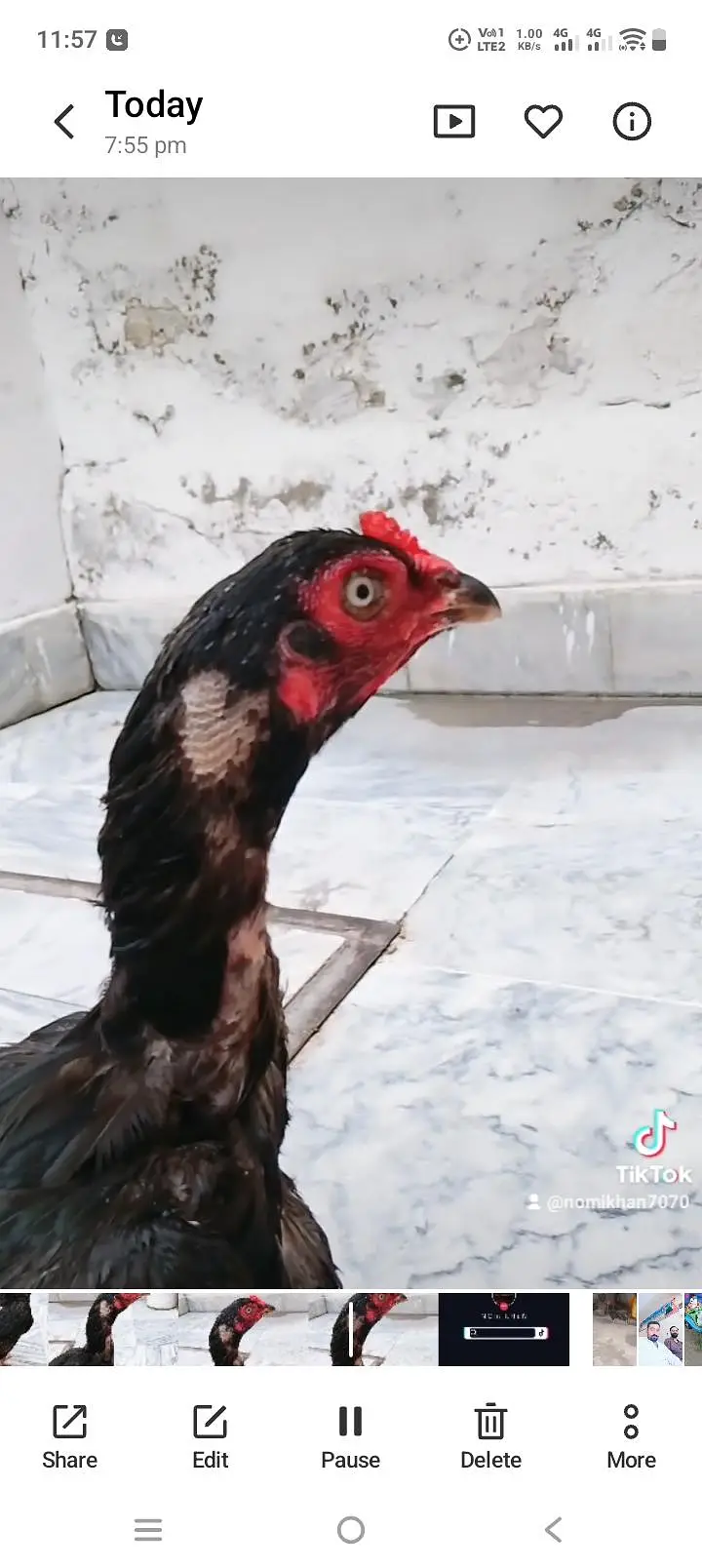 Mianwli aseel female for sale — photo 4