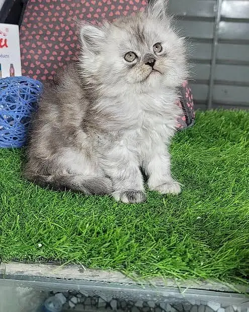 Quality Persian Punchface cat & kitten. moreWhatsApp 03265642090 — photo 2