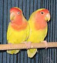 LUTINO LOVE BIRD RED EYES PAIR FOR SALE!