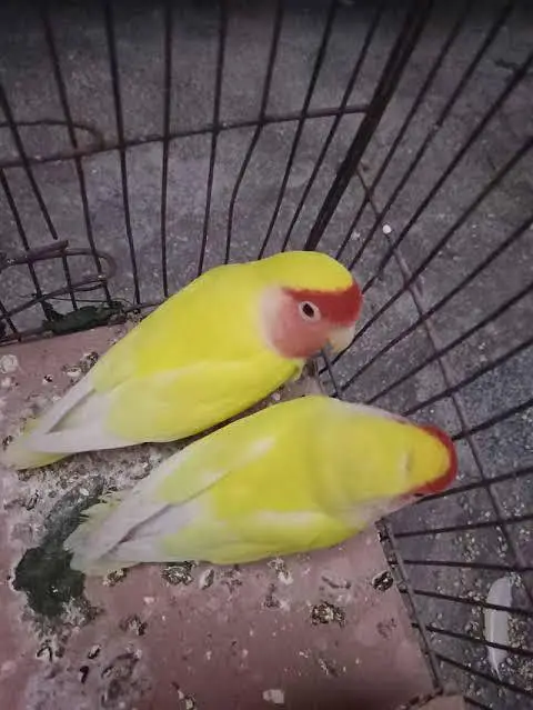 LUTINO LOVE BIRD RED EYES PAIR FOR SALE! — photo 2