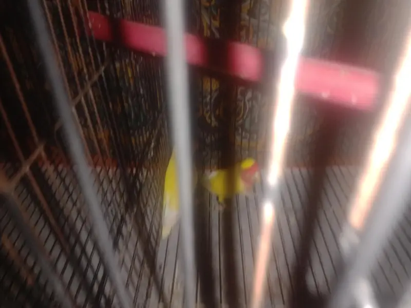 LUTINO LOVE BIRD RED EYES PAIR FOR SALE! — photo 3