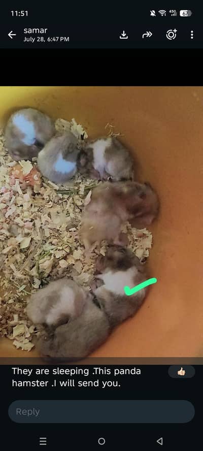 Syrian hamster for sale+ free cage & water feeder