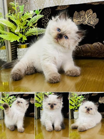 Persian Kittens | Triple Coated | Fluffy Kittens | For Sale | COD Ava