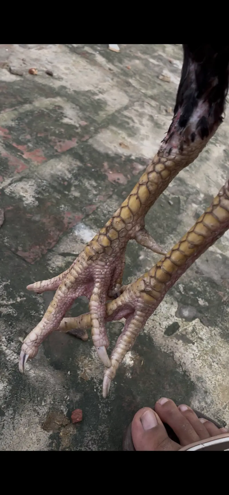 Pure thai cross murgha — photo 3