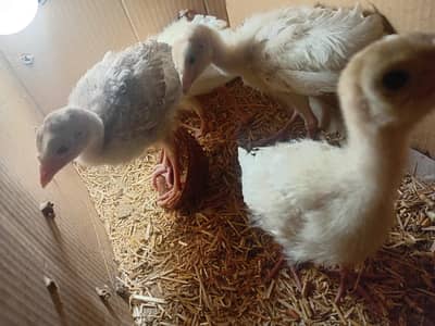 Beautiful Turkey chicks and white female available for sale