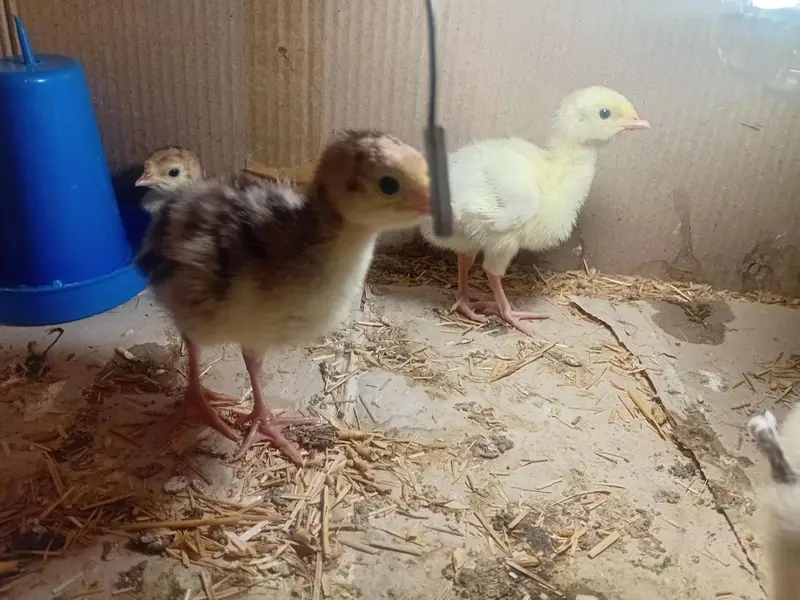 Beautiful Turkey chicks and white female available for sale — photo 2