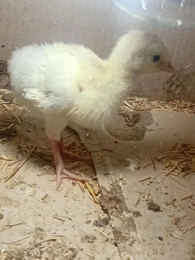 Beautiful Turkey chicks and white female available for sale — photo 3