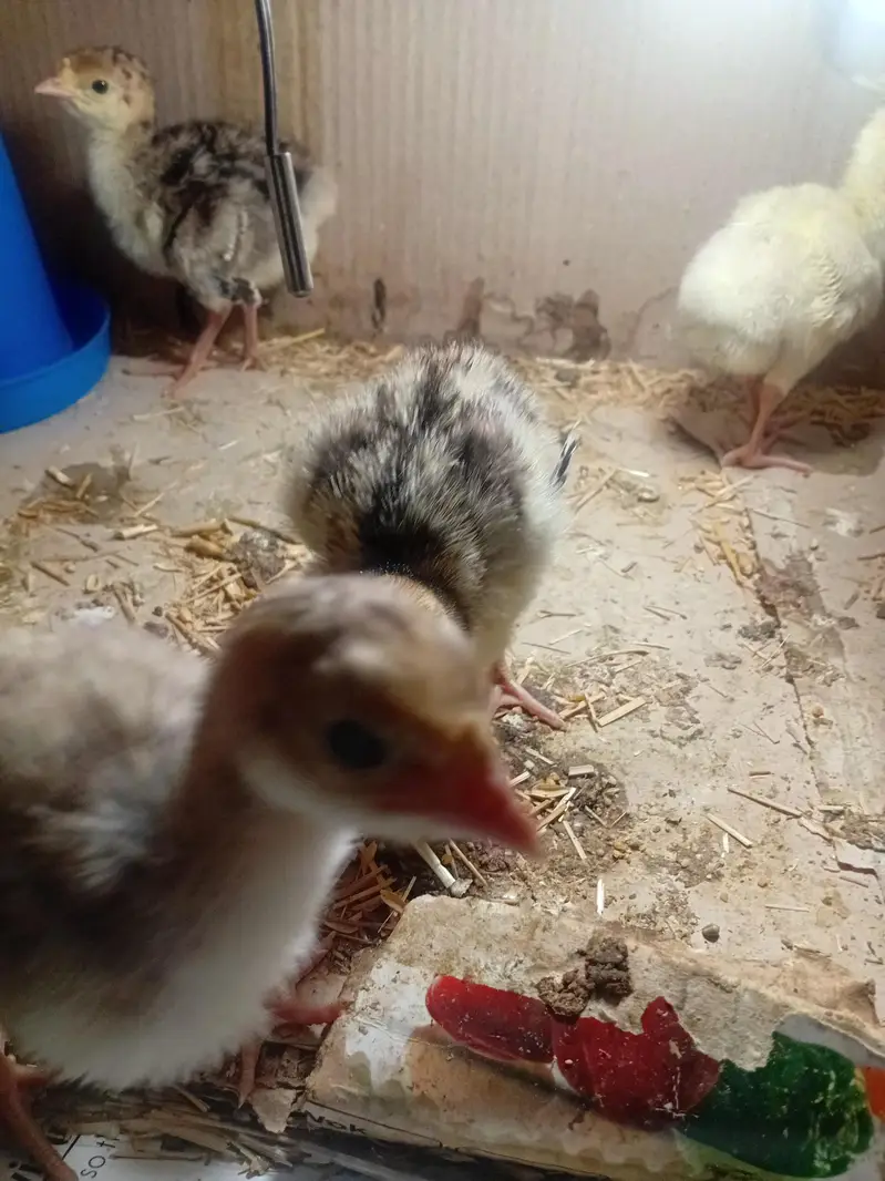 Beautiful Turkey chicks and white female available for sale — photo 4