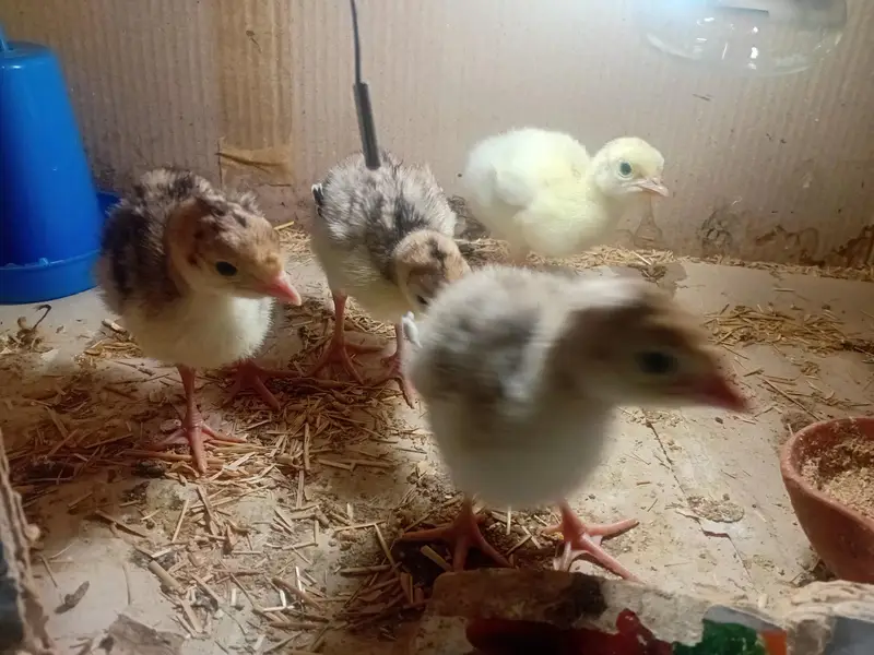 Beautiful Turkey chicks and white female available for sale — photo 5
