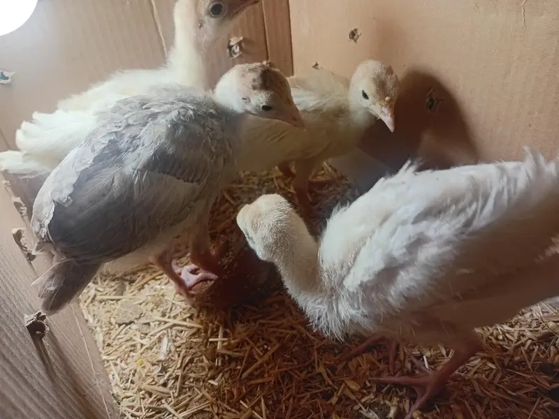 Beautiful Turkey chicks and white female available for sale — photo 6