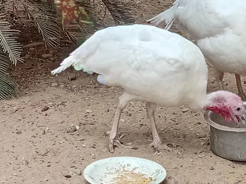 Beautiful Turkey chicks and white female available for sale — photo 7