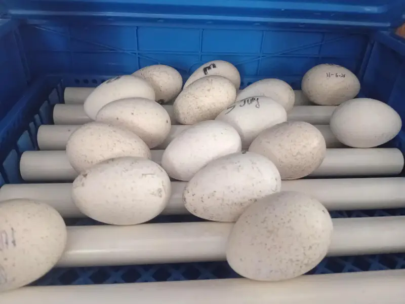 Beautiful Turkey chicks and white female available for sale — photo 8