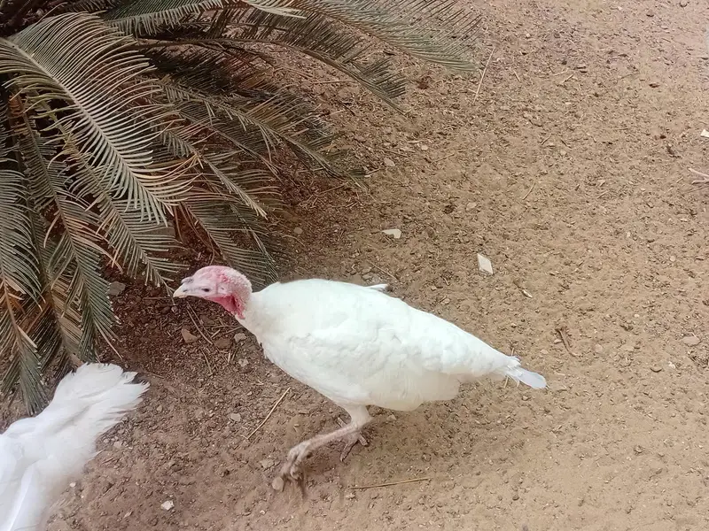 Beautiful Turkey chicks and white female available for sale — photo 9