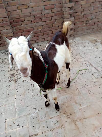 Brown and white barkra for sale