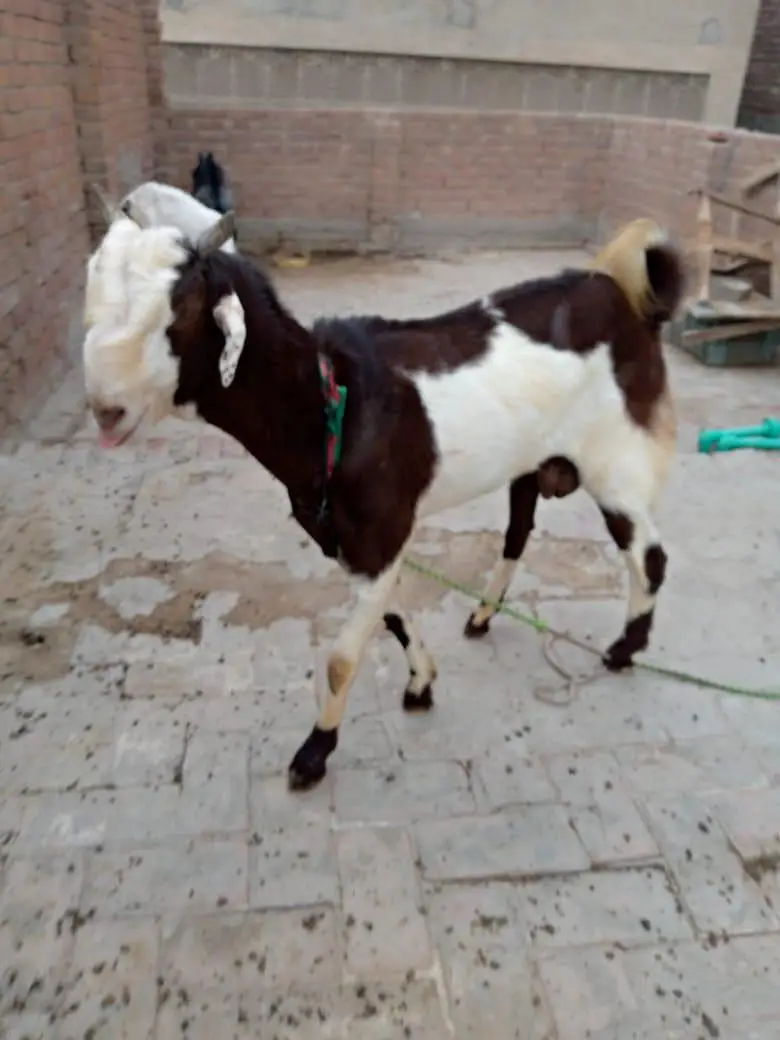 Brown and white barkra for sale — photo 2