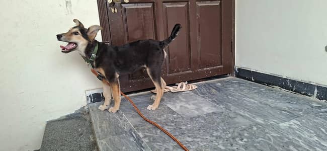 German Shepherd Male dog