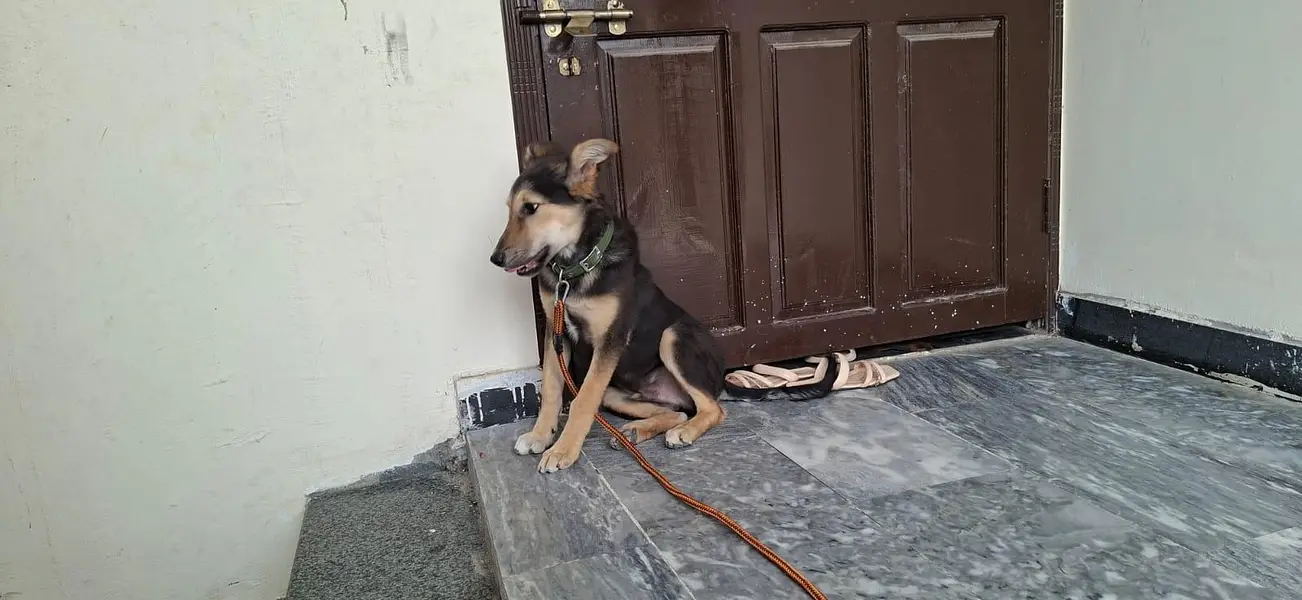 German Shepherd Male dog — photo 2