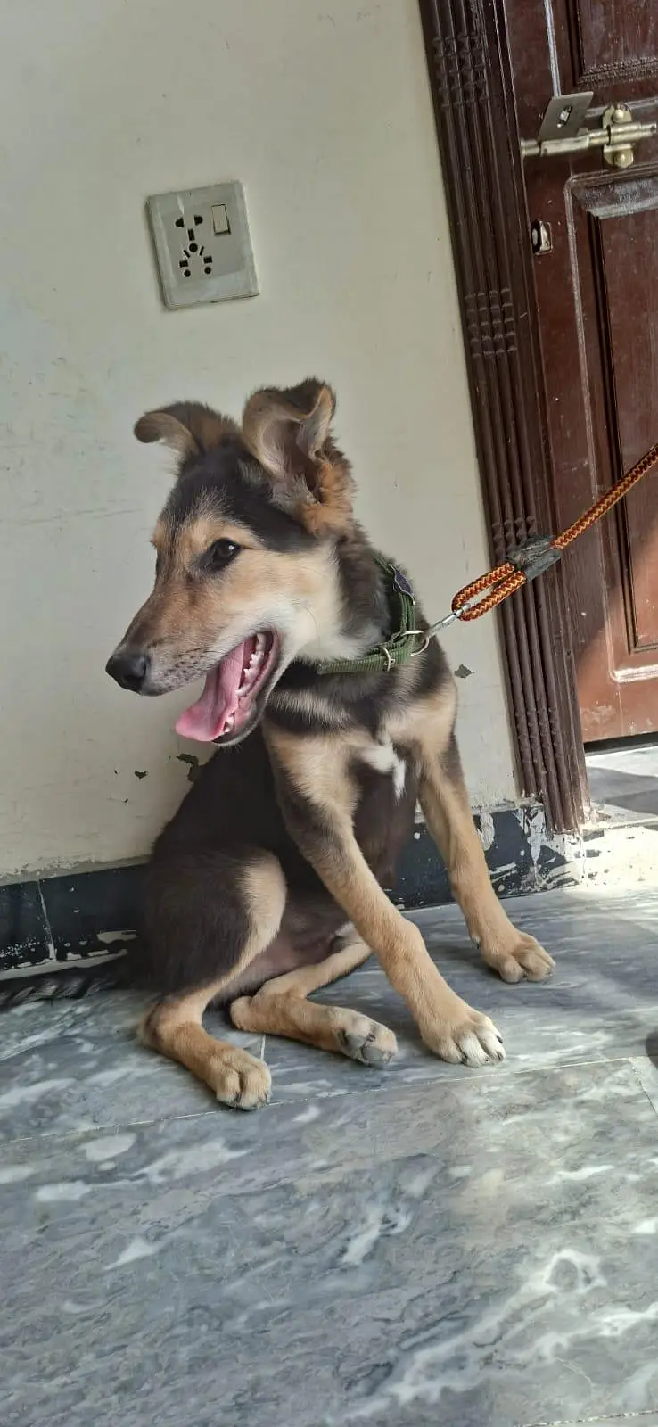 German Shepherd Male dog — photo 3