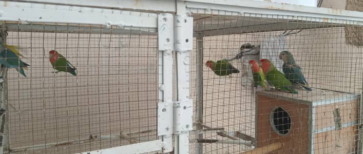 Love Birds Breeder Pairs For Sale