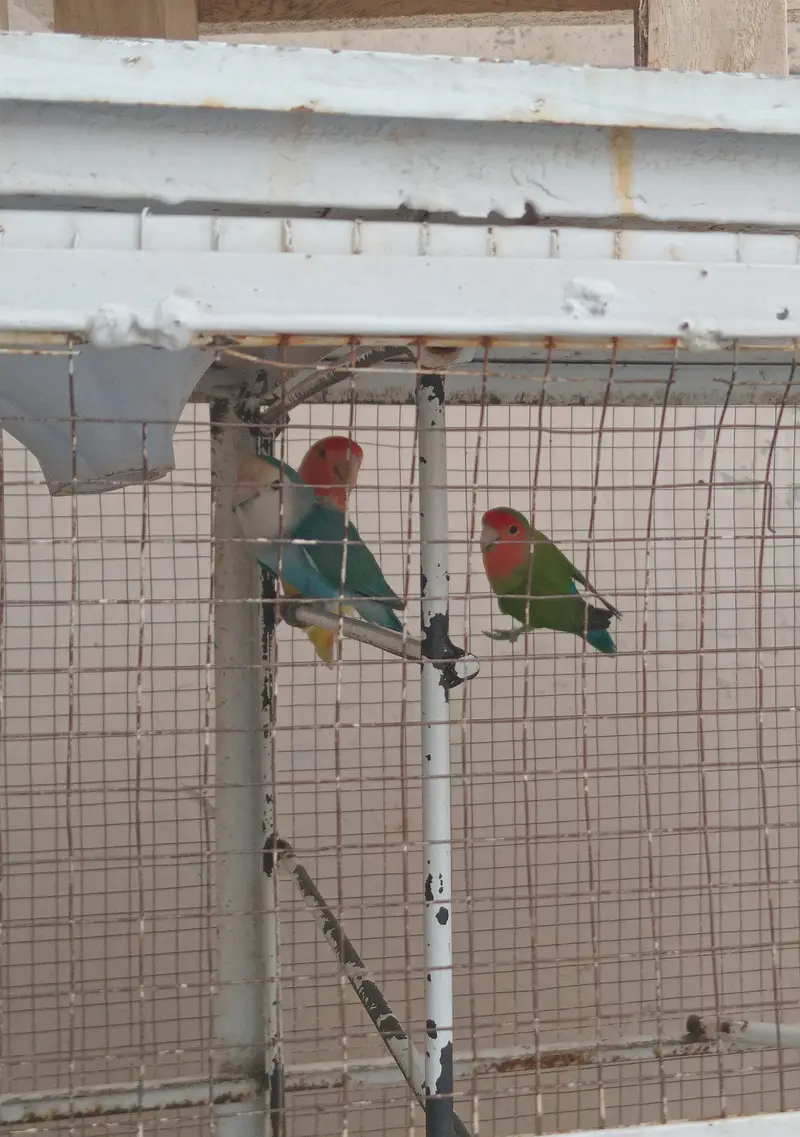 Love Birds Breeder Pairs For Sale — photo 2