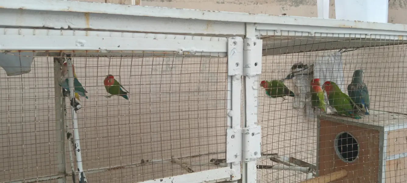 Love Birds Breeder Pairs For Sale — photo 3