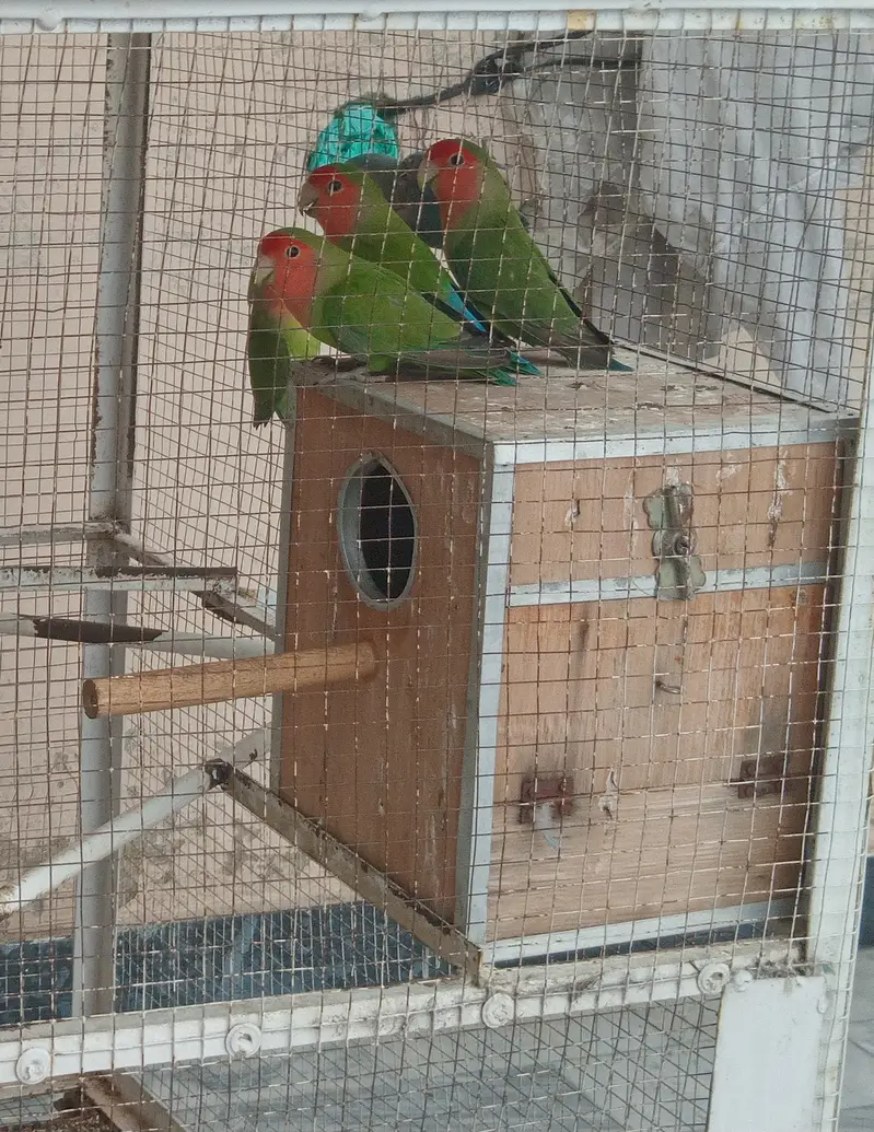 Love Birds Breeder Pairs For Sale — photo 4