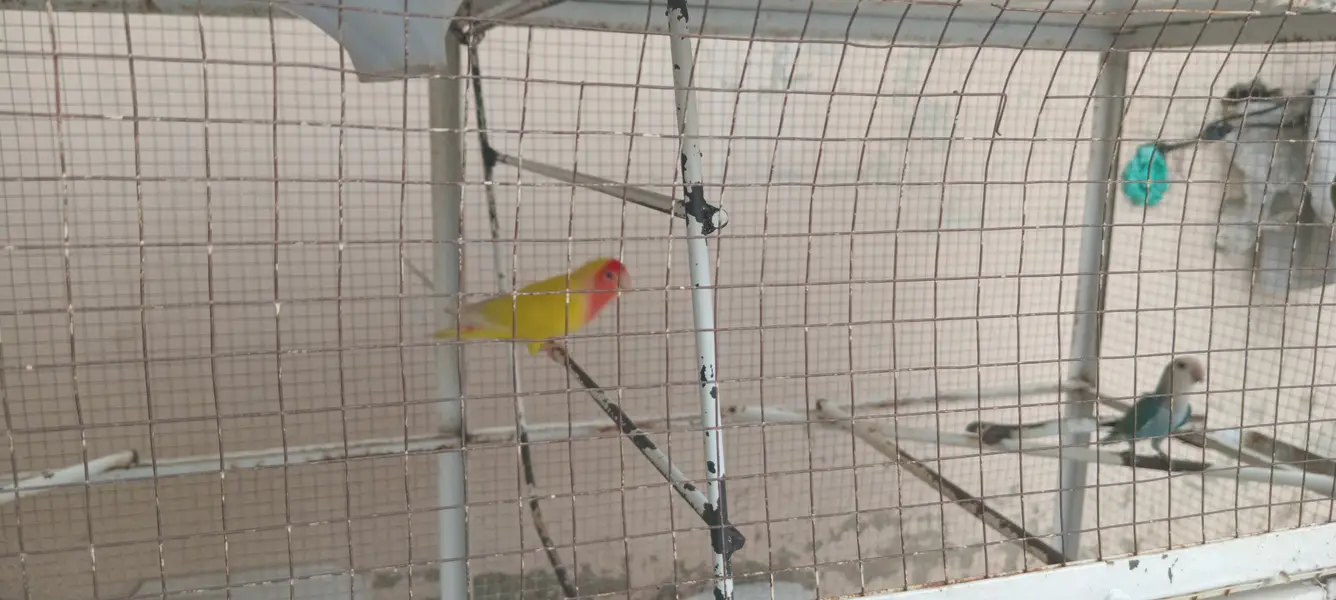 Love Birds Breeder Pairs For Sale — photo 5