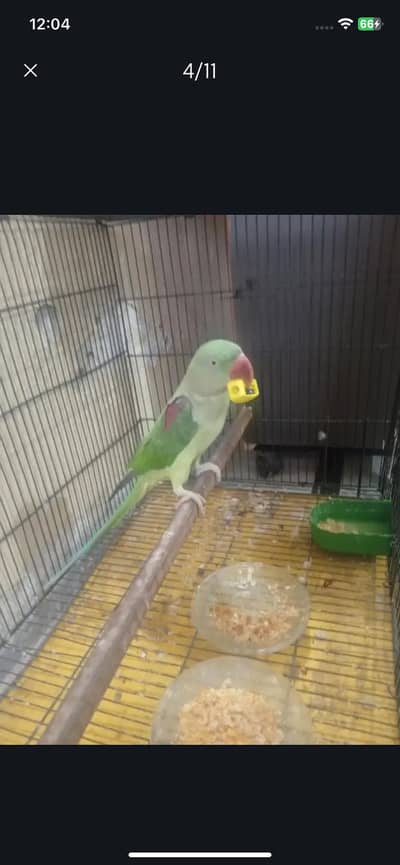 Raw parrot urgent sale