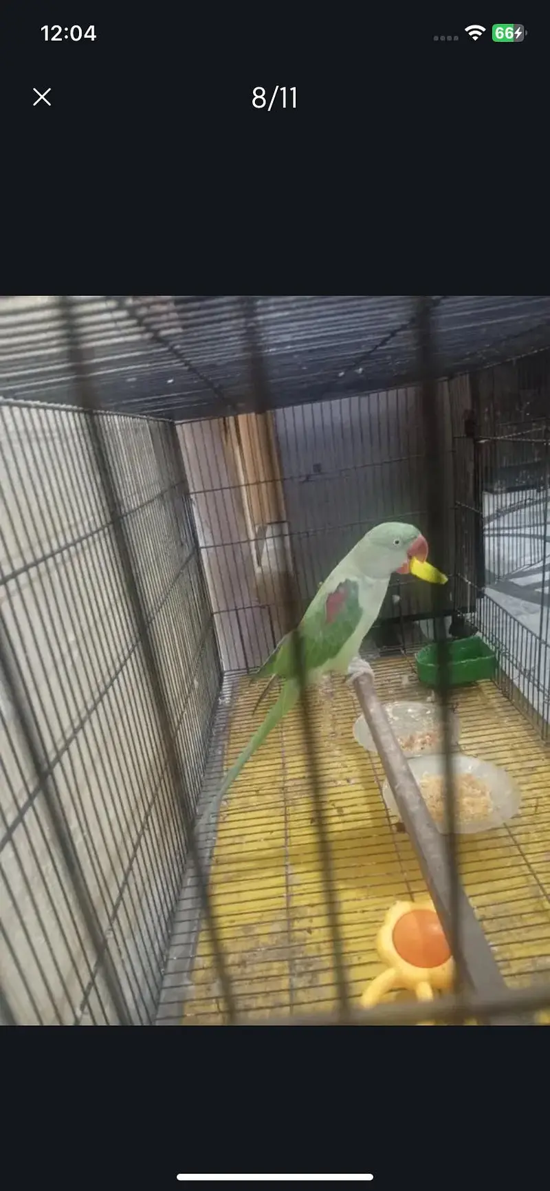 Raw parrot urgent sale — photo 2