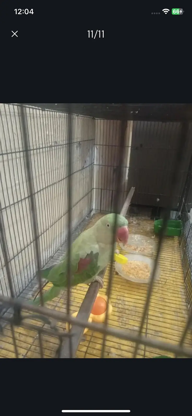 Raw parrot urgent sale — photo 3