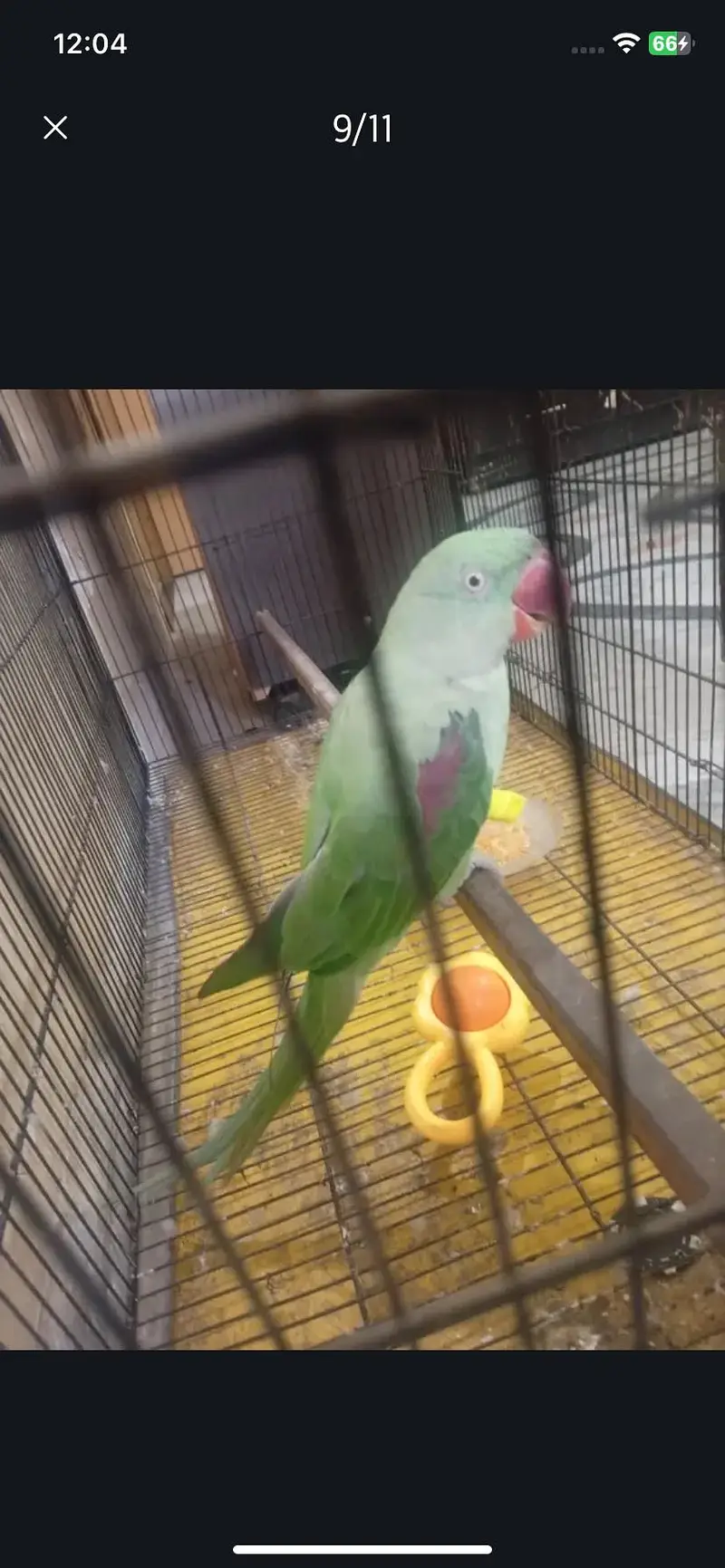 Raw parrot urgent sale — photo 4