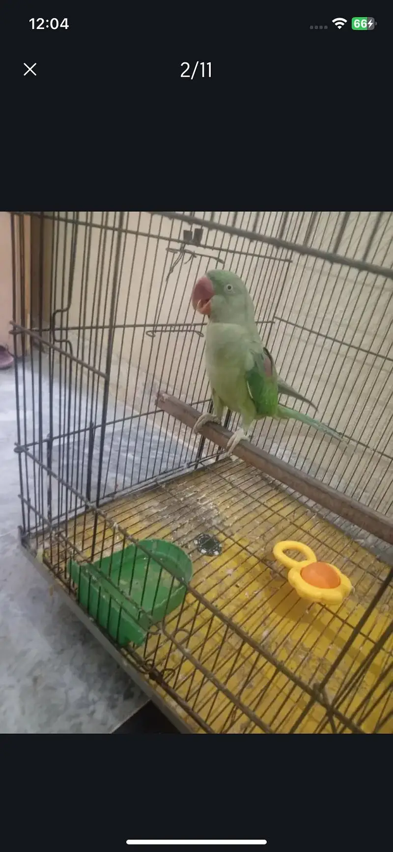 Raw parrot urgent sale — photo 5