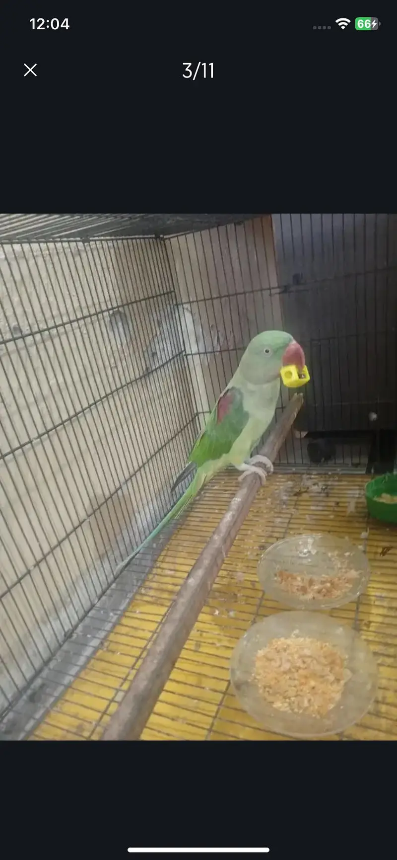 Raw parrot urgent sale — photo 6