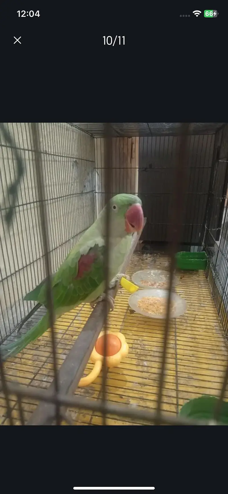 Raw parrot urgent sale — photo 7