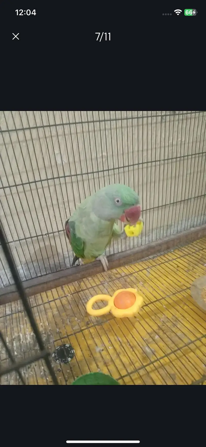 Raw parrot urgent sale — photo 8