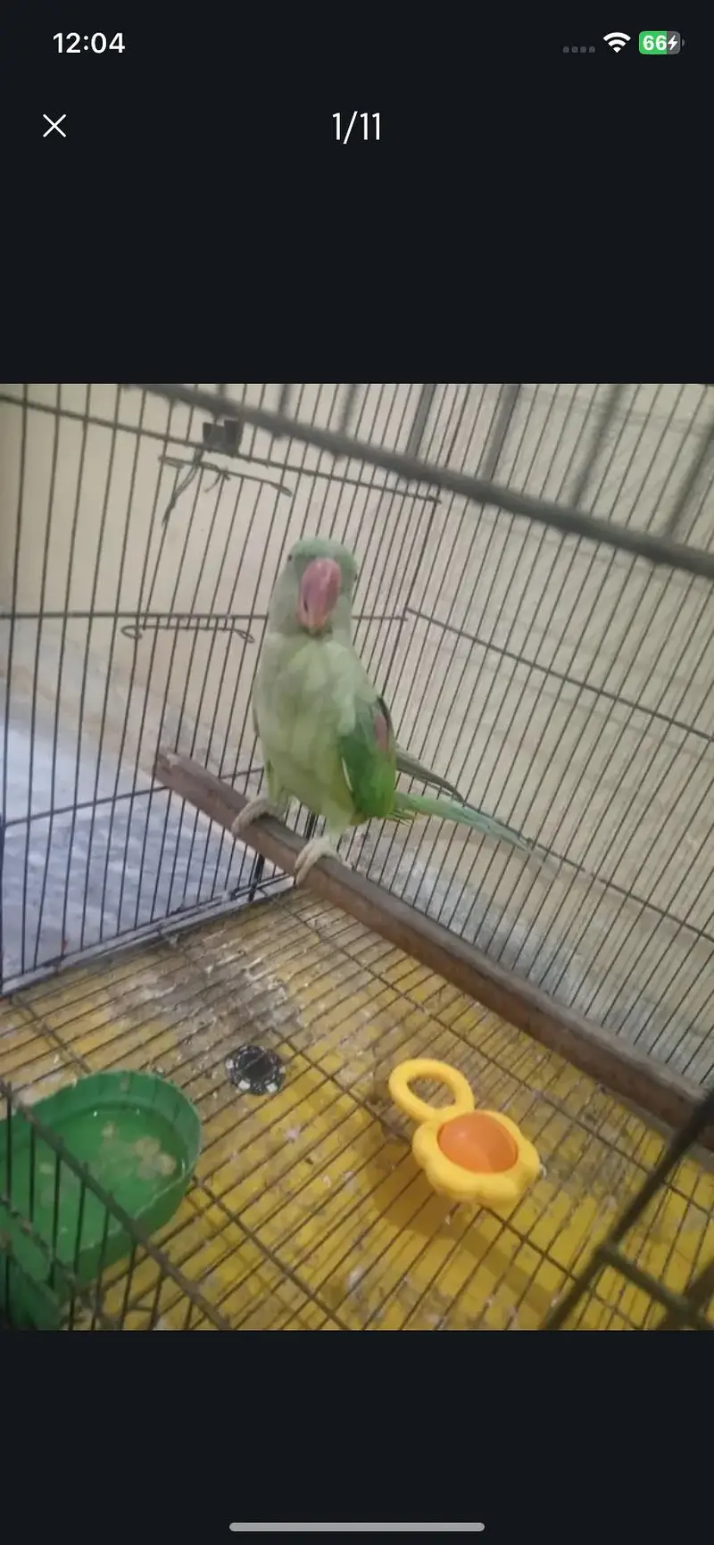 Raw parrot urgent sale — photo 9
