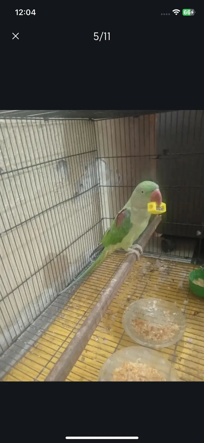 Raw parrot urgent sale — photo 10
