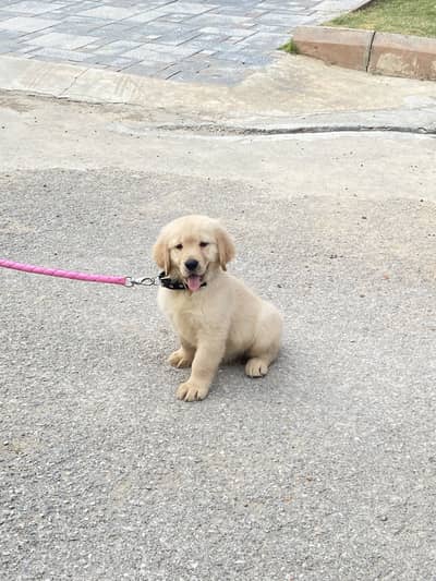 Golden Retriever Pedigree Male