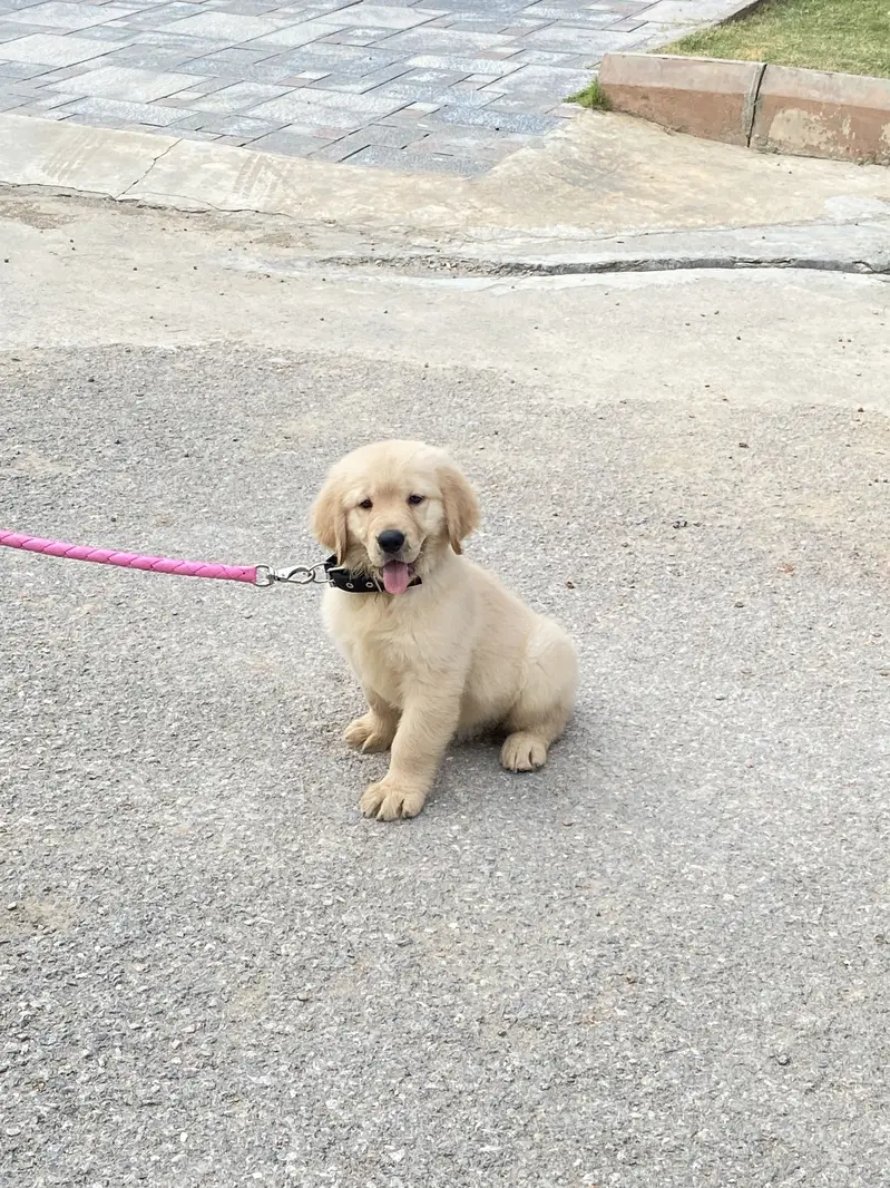 Golden Retriever Pedigree Male