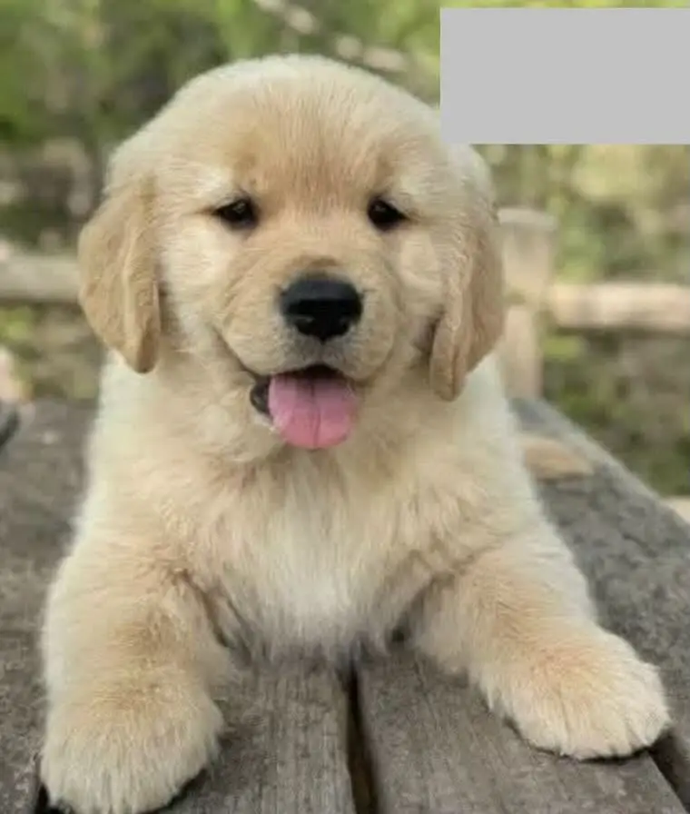 Golden Retriever Pedigree Male — photo 2