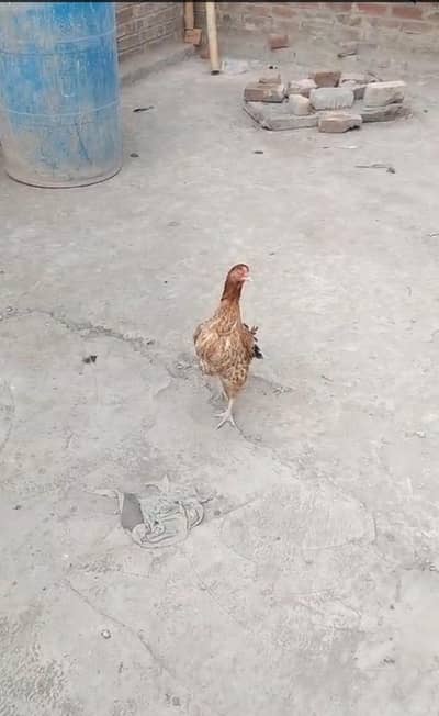 murgi murga phata phati available ha Whatsapp 03/29/46/64/5/32