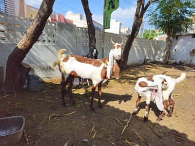 ​Gulabi Kamori Bakri Ablak Long Ears