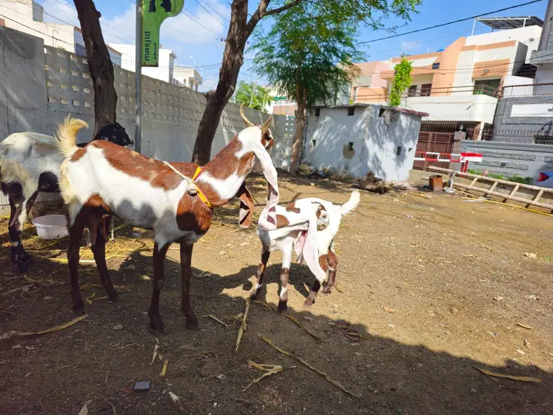 ​Gulabi Kamori Bakri Ablak Long Ears — photo 2
